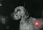 Image 84e Westminster Kennel Club Dog Show New York City USA, 1960, de la seconde 62 séquences d'archives historiques vidéo 65675039459