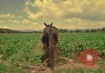 Standbild Landwirt Mexiko, 1975, aus Sekunde 1 historischem Filmmaterial Videoclip 65675039461