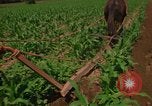Standbild Landwirt Mexiko, 1975, aus Sekunde 12 historischem Filmmaterial Videoclip 65675039461