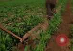 Standbild Landwirt Mexiko, 1975, aus Sekunde 14 historischem Filmmaterial Videoclip 65675039461