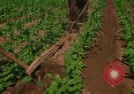 Standbild Landwirt Mexiko, 1975, aus Sekunde 15 historischem Filmmaterial Videoclip 65675039461