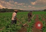 Standbild Landwirt Mexiko, 1975, aus Sekunde 23 historischem Filmmaterial Videoclip 65675039461