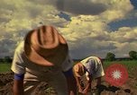Immagine di Agricoltore Messico, 1975, secondo 39 filmato di repertorio 65675039462