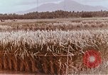 Image of Lyndon B Johnson Los Banos Philippines, 1966, second 39 stock footage video 65675039499