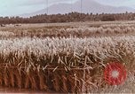 Image of Lyndon B Johnson Los Banos Philippines, 1966, second 40 stock footage video 65675039499