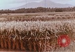 Image of Lyndon B Johnson Los Banos Philippines, 1966, second 41 stock footage video 65675039499