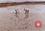 Image of Lyndon B Johnson Los Banos Philippines, 1966, second 56 stock footage video 65675039499