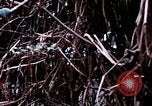 Image of American soldier Saigon Vietnam, 1968, second 22 stock footage video 65675039544