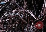 Image of American soldier Saigon Vietnam, 1968, second 25 stock footage video 65675039544