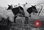 Image of American encampment World War I Europe, 1918, second 11 stock footage video 65675039656