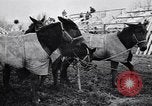 Image of American encampment World War I Europe, 1918, second 13 stock footage video 65675039656
