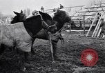 Image of American encampment World War I Europe, 1918, second 24 stock footage video 65675039656