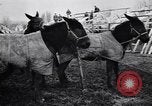 Image of American encampment World War I Europe, 1918, second 26 stock footage video 65675039656