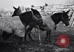 Image of American encampment World War I Europe, 1918, second 30 stock footage video 65675039656