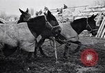 Image of American encampment World War I Europe, 1918, second 31 stock footage video 65675039656
