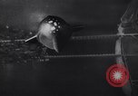 Image of German vintage space ship animation 1930s Germany, 1937, second 46 stock footage video 65675039698
