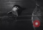 Image of German vintage space ship animation 1930s Germany, 1937, second 48 stock footage video 65675039698