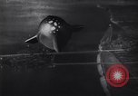 Image of German vintage space ship animation 1930s Germany, 1937, second 49 stock footage video 65675039698