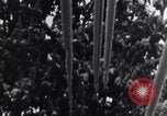 Image of United States Army Alsos unit Germany, 1945, second 41 stock footage video 65675039714