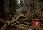 Standbild Olympischen Regenwald Olympia Washington USA, 1966, aus Sekunde 1 historischem Filmmaterial Videoclip 65675039732