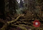 Standbild Olympischen Regenwald Olympia Washington USA, 1966, aus Sekunde 5 historischem Filmmaterial Videoclip 65675039732