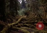Standbild Olympischen Regenwald Olympia Washington USA, 1966, aus Sekunde 6 historischem Filmmaterial Videoclip 65675039732