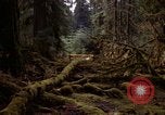Standbild Olympischen Regenwald Olympia Washington USA, 1966, aus Sekunde 8 historischem Filmmaterial Videoclip 65675039732