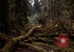 Standbild Olympischen Regenwald Olympia Washington USA, 1966, aus Sekunde 9 historischem Filmmaterial Videoclip 65675039732