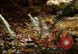 Standbild Olympischen Regenwald Olympia Washington USA, 1966, aus Sekunde 17 historischem Filmmaterial Videoclip 65675039732