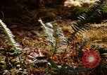 Standbild Olympischen Regenwald Olympia Washington USA, 1966, aus Sekunde 18 historischem Filmmaterial Videoclip 65675039732