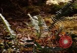 Standbild Olympischen Regenwald Olympia Washington USA, 1966, aus Sekunde 21 historischem Filmmaterial Videoclip 65675039732