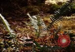Standbild Olympischen Regenwald Olympia Washington USA, 1966, aus Sekunde 23 historischem Filmmaterial Videoclip 65675039732