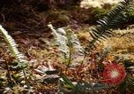 Standbild Olympischen Regenwald Olympia Washington USA, 1966, aus Sekunde 24 historischem Filmmaterial Videoclip 65675039732