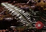 Standbild Olympischen Regenwald Olympia Washington USA, 1966, aus Sekunde 30 historischem Filmmaterial Videoclip 65675039732