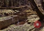 Standbild Olympischen Regenwald Olympia Washington USA, 1966, aus Sekunde 33 historischem Filmmaterial Videoclip 65675039732