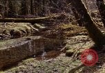 Standbild Olympischen Regenwald Olympia Washington USA, 1966, aus Sekunde 43 historischem Filmmaterial Videoclip 65675039732