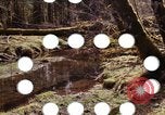 Standbild Olympischen Regenwald Olympia Washington USA, 1966, aus Sekunde 44 historischem Filmmaterial Videoclip 65675039732