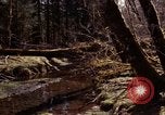 Standbild Olympischen Regenwald Olympia Washington USA, 1966, aus Sekunde 46 historischem Filmmaterial Videoclip 65675039732