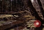 Standbild Olympischen Regenwald Olympia Washington USA, 1966, aus Sekunde 48 historischem Filmmaterial Videoclip 65675039732