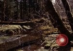 Standbild Olympischen Regenwald Olympia Washington USA, 1966, aus Sekunde 52 historischem Filmmaterial Videoclip 65675039732