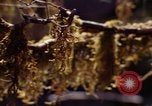 Standbild Olympischen Regenwald Olympia Washington USA, 1966, aus Sekunde 56 historischem Filmmaterial Videoclip 65675039732