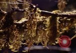 Standbild Olympischen Regenwald Olympia Washington USA, 1966, aus Sekunde 58 historischem Filmmaterial Videoclip 65675039732