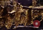 Standbild Olympischen Regenwald Olympia Washington USA, 1966, aus Sekunde 61 historischem Filmmaterial Videoclip 65675039732