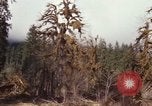 Image Rain Forest olympique Olympia Washington USA, 1966, de la seconde 43 séquences d'archives historiques vidéo 65675039733