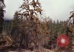 Image Rain Forest olympique Olympia Washington USA, 1966, de la seconde 44 séquences d'archives historiques vidéo 65675039733