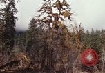 Image Rain Forest olympique Olympia Washington USA, 1966, de la seconde 45 séquences d'archives historiques vidéo 65675039733