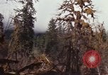 Image Rain Forest olympique Olympia Washington USA, 1966, de la seconde 46 séquences d'archives historiques vidéo 65675039733