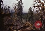 Image Rain Forest olympique Olympia Washington USA, 1966, de la seconde 47 séquences d'archives historiques vidéo 65675039733