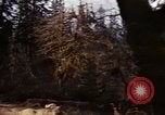 Image Rain Forest olympique Olympia Washington USA, 1966, de la seconde 50 séquences d'archives historiques vidéo 65675039733