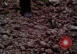 Image of Irish farmers digging potatoes Ireland, 1975, second 62 stock footage video 65675039766